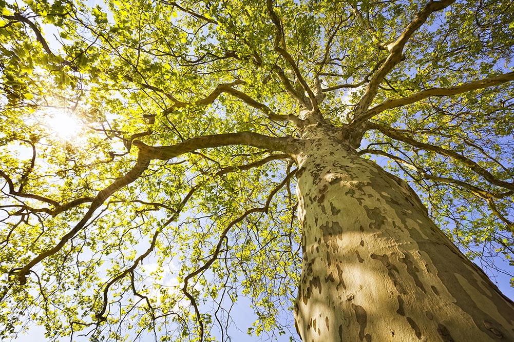 sustainability tree