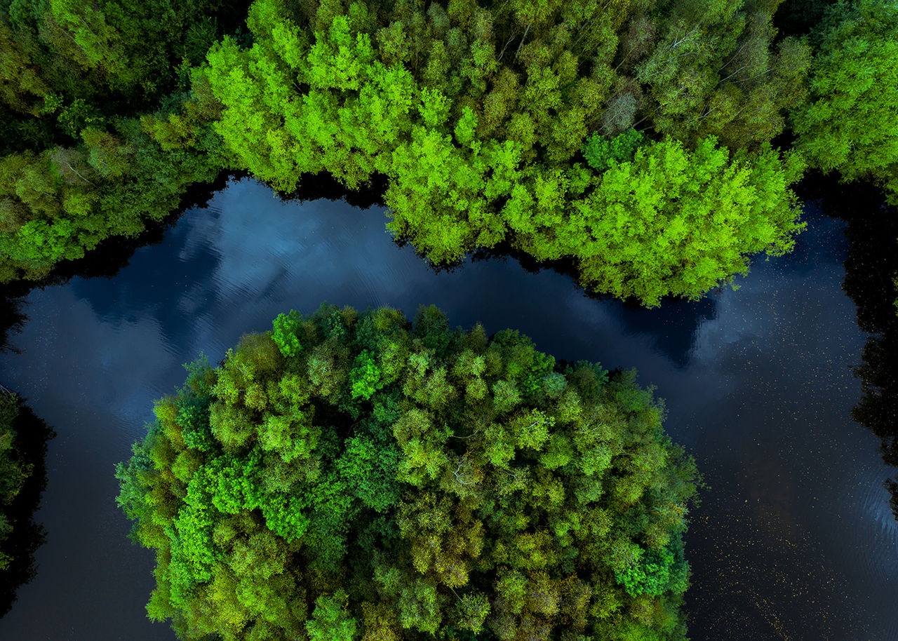 Looking down on a waterway winding through a forest
